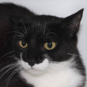 Meet your Posher, Mark